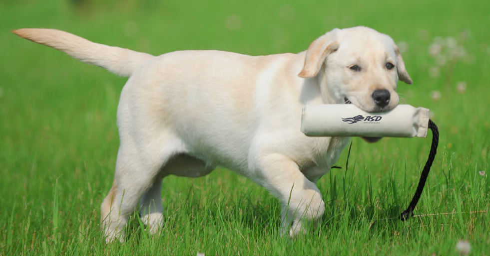 Dog Training Dummy Avery 3" White Canvas Dummy 11" Long